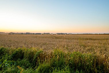 Güneş batarken Moehnetal tarlasında yol