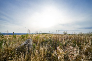 Meschede yakınlarındaki Loermecke kulesinde manzara. Sauerland 'de Doğa.
