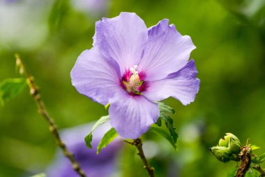 Yeşil arkaplana karşı Çin amfibiğinin mor çiçeği. Çiçek açan tesise yakın plan. Hibiscus rosa sinensis.