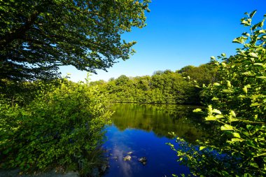 Bad Wildungen yakınlarında etrafı sarılmış bir Sonderteich. Göl kenarındaki manzara.