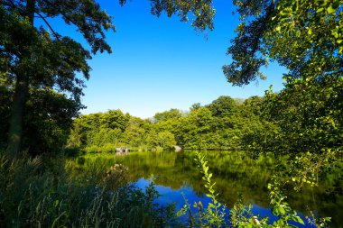 Bad Wildungen yakınlarında etrafı sarılmış bir Sonderteich. Göl kenarındaki manzara.