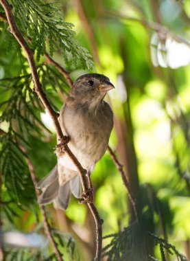 Kırsaldaki bir serçenin portresi. Doğal ortamda yakın plan kuş. Passeridae.