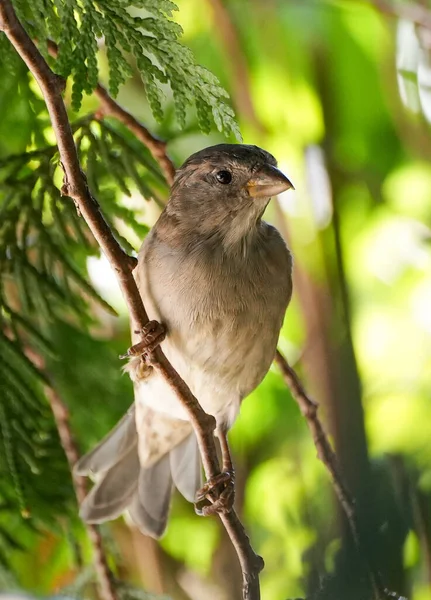 Kırsaldaki bir serçenin portresi. Doğal ortamda yakın plan kuş. Passeridae.
