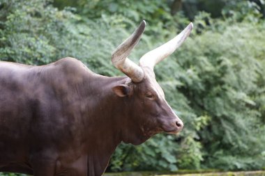 Watussi ineğinin portresi. Yandan kahverengi kürklü bir hayvan..