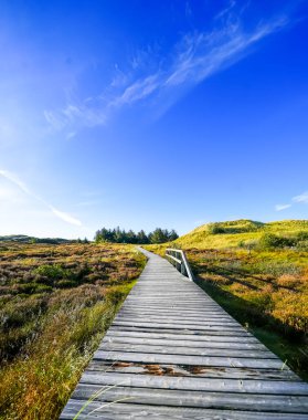 Kuzey Frizya adası Amrum 'daki kum tepelerinin manzarası. Kuzeyde manzara var. Kuzey Denizi adasında doğa.