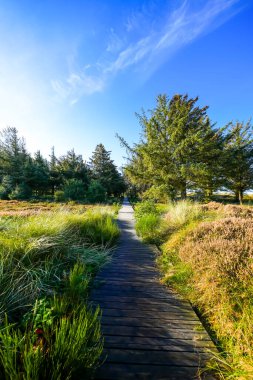 Kuzey Frizya adası Amrum 'daki kum tepelerinin manzarası. Kuzeyde manzara var. Kuzey Denizi adasında doğa.