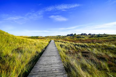 Kuzey Frizya adası Amrum 'daki kum tepelerinin manzarası. Kuzeyde manzara var. Kuzey Denizi adasında doğa.