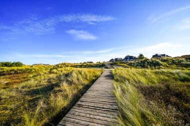 Kuzey Frizya adası Amrum 'daki kum tepelerinin manzarası. Kuzeyde manzara var. Kuzey Denizi adasında doğa.