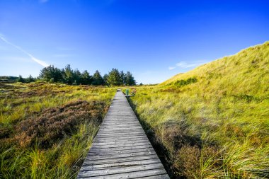 Kuzey Frizya adası Amrum 'daki kum tepelerinin manzarası. Kuzeyde manzara var. Kuzey Denizi adasında doğa.