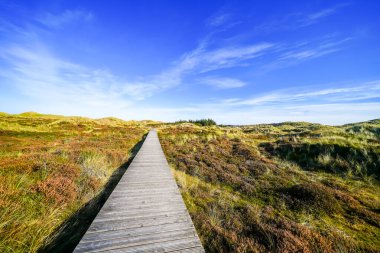 Kuzey Frizya adası Amrum 'daki kum tepelerinin manzarası. Kuzeyde manzara var. Kuzey Denizi adasında doğa.