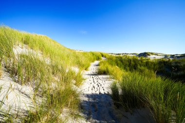 Kuzey Frizya adası Amrum 'daki kum tepelerinin manzarası. Kuzeyde manzara var. Kuzey Denizi adasında doğa.