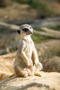 Mirket portresi. Hayvana yakın çekim. Suricata suricatta.