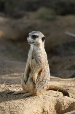 Mirket portresi. Hayvana yakın çekim. Suricata suricatta.
