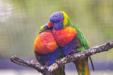 Bir dağ lori çifti portresi. Renkli tüylü kuş, yakın plan. Allfarblori. Trichoglossus hematodus. Hindistan cevizi lori..