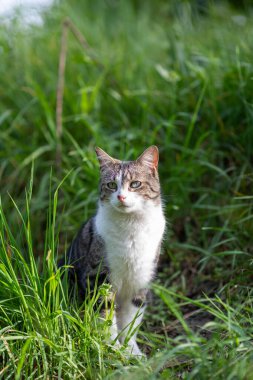 Young cat with tiger pattern fur on a green grass in a backyard. Adopted wild animal.