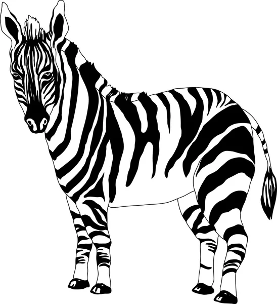 Zebra fekete-fehér — Stock Vector