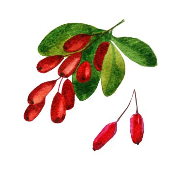 Elle çizilmiş suluboya kırmızı kızılcık, beyaz arka plan üzerinde izole goji öğeleri kümesi. Resimde güzel yiyecekleri yakın. Dergi, tarif kitabı, poster, kart tasarımı, menü kapak, herhangi bir reklam.