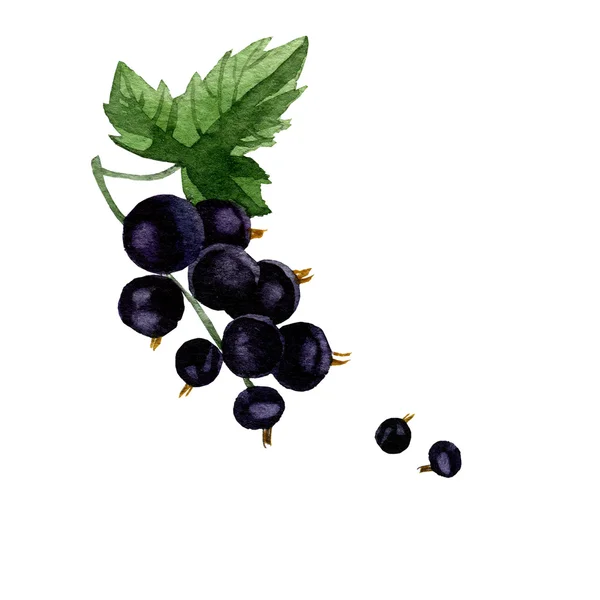 Akvarell illustration föreställande grenar med bär av svarta vinbär och blad. teckning akvarell. — Stockfoto