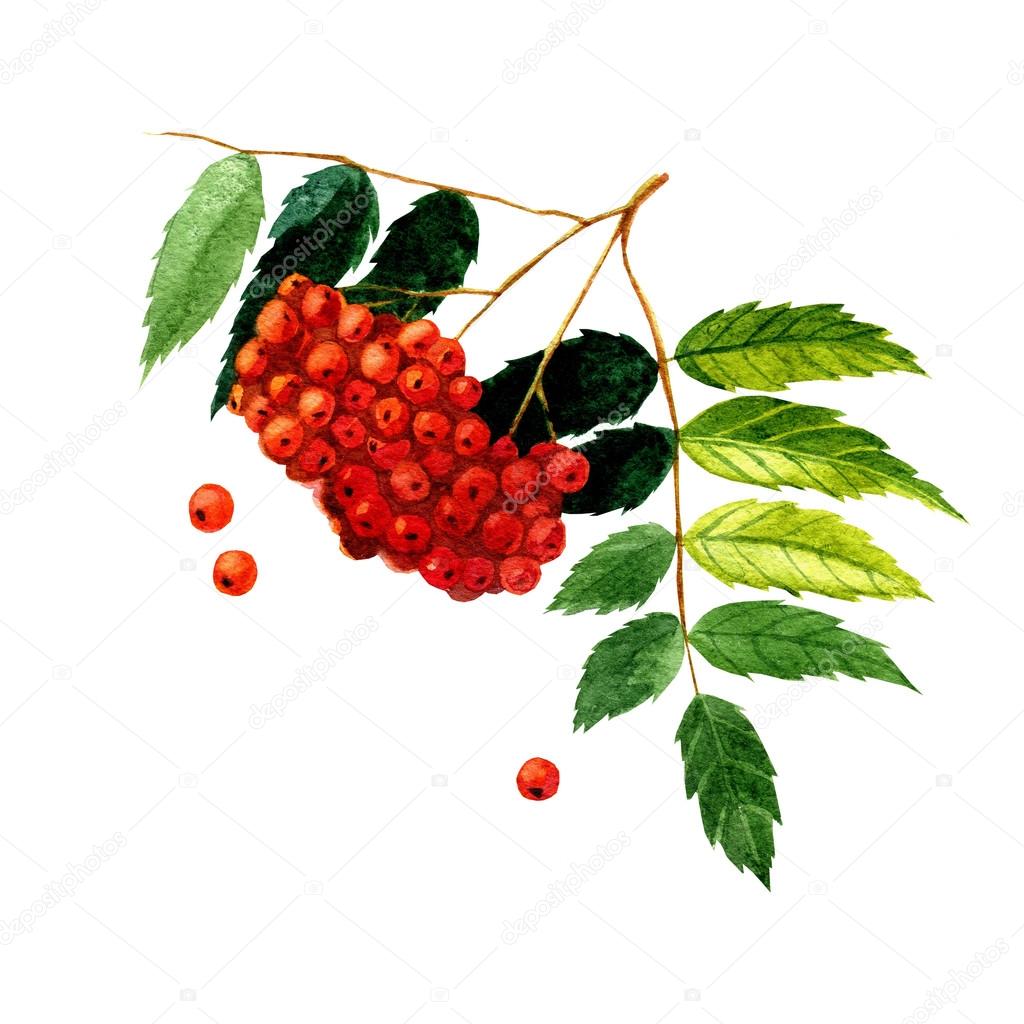 Watercolor illustration depicting branches with rowan berries and ...