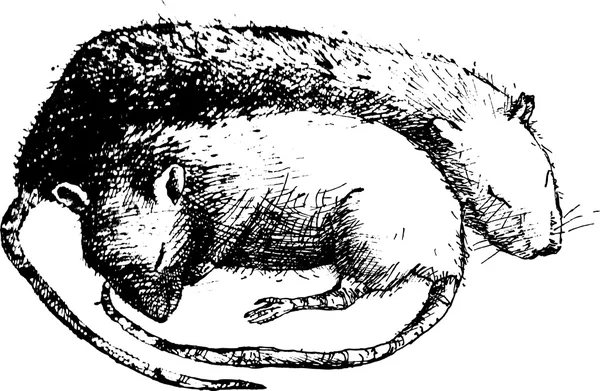 Illustration vectorielle avec l'image des souris endormies. ligne noir et blanc . — Image vectorielle