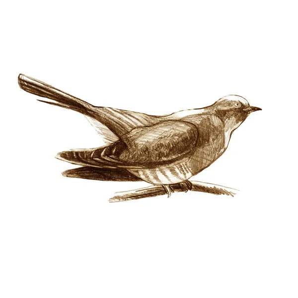 Potlood Illustratie Koekoek Zittende Bosvogel Getekend Met Bruin Potlood Sepia — Stockfoto