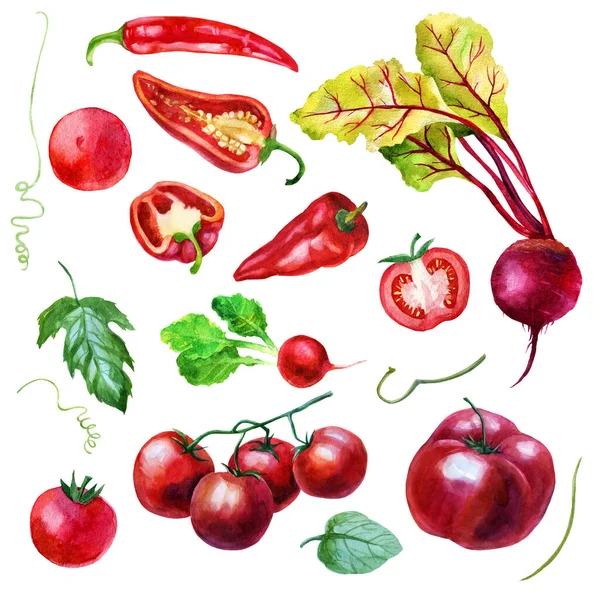 Juego Ilustración Acuarela Verduras Tomates Remolachas Rábanos Pimientos Ilustración Aislada — Foto de Stock