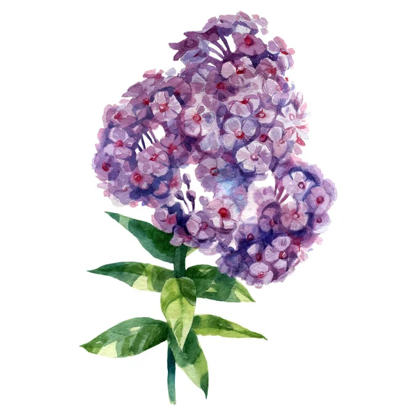 Akwarela Ilustracja Floks Kwiat Wiosenne Lato Motyw — Zdjęcie stockowe