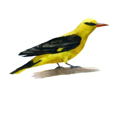 Suluboya çizimi Oriole. Beyaz arka planda oturan orman kuşu suluboyası.