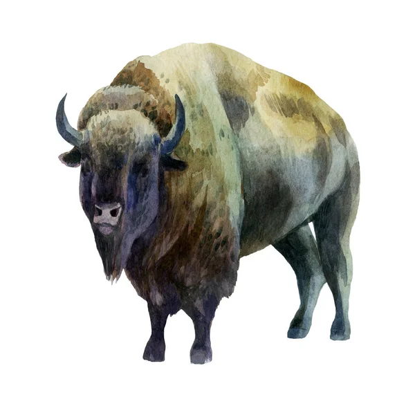 Illustration Aquarelle Bison Animal Tropical Dessin Aquarelle — Photo