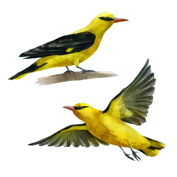 Juego Ilustración Acuarela Pájaros Oriole Dibujo Acuarela — Foto de Stock