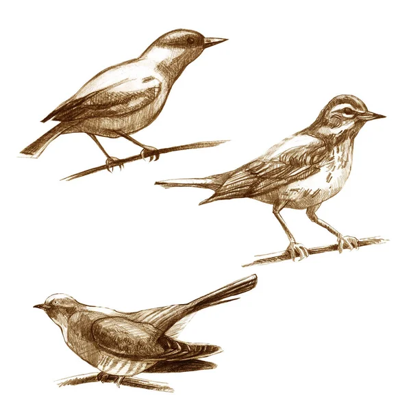 Conjunto Ilustración Lápiz Pájaros Zorzal Oriental Cuco Dibujo Manual — Foto de Stock