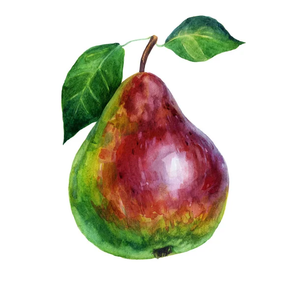 Acuarela Ilustración Pera Acuarela Dibujar Fruta — Foto de Stock