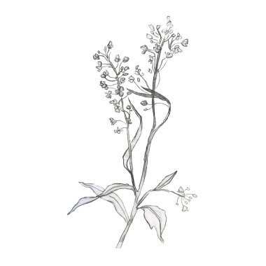 Bitkinin yapraklı illüstrasyon dalı. Kalem çizimi. Elle çizilmiş eskiz. Çimen.