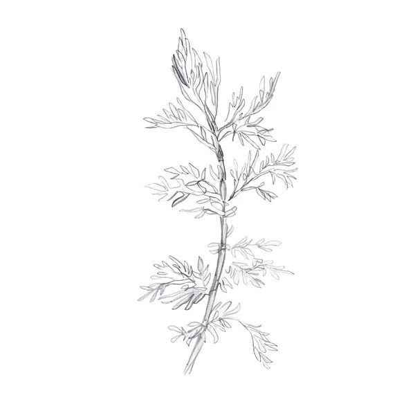 Ilustrační Větev Rostliny Listy Kreslení Tužkou Ručně Kreslený Náčrt Tráva — Stock fotografie
