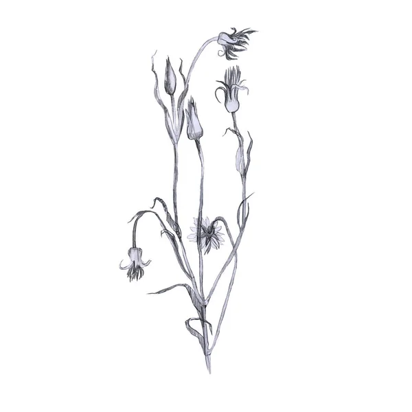 Bitkinin Yapraklı Illüstrasyon Dalı Kalem Çizimi Elle Çizilmiş Eskiz Çimen — Stok fotoğraf