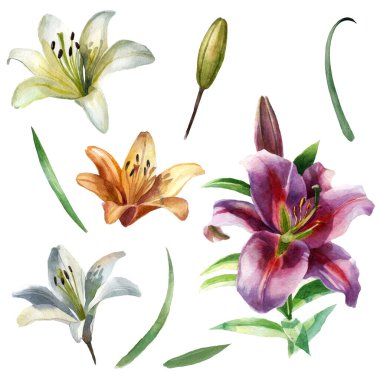 Suluboya çizim seti. Lily çiçekleri. Tomurcuk, yapraklar. Beyaz, pembe ve turuncu zambaklar. Bahar yaz motivasyonu.