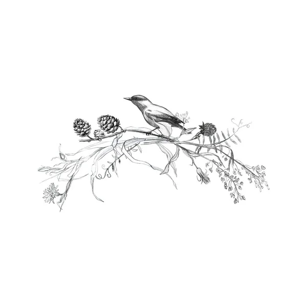 Μολύβι Εικονογράφησης Βινιέτα Ζωγραφική Πουλιών Φύλλων Και Κλαδιών Φυτών Ελεύθερη — Φωτογραφία Αρχείου