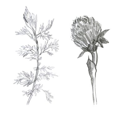 Çizim kalem seti. Yaprak ve bitki dalları çizmek. Beyaz arkaplanda freehand çizimi.