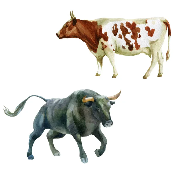 Aquarel Illustratie Stier Koe Het Symbool Van Het Nieuwe Jaar — Stockfoto