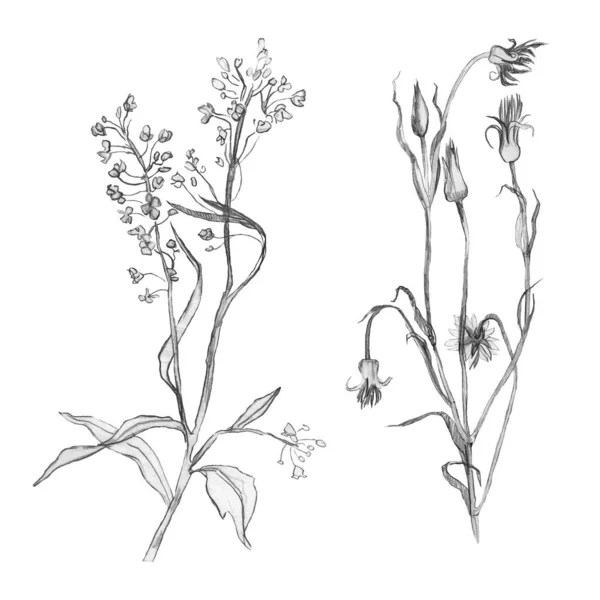 Illustrationspenna Set Ritning Blad Och Grenar Växter Frihandsritning Vit Bakgrund — Stockfoto