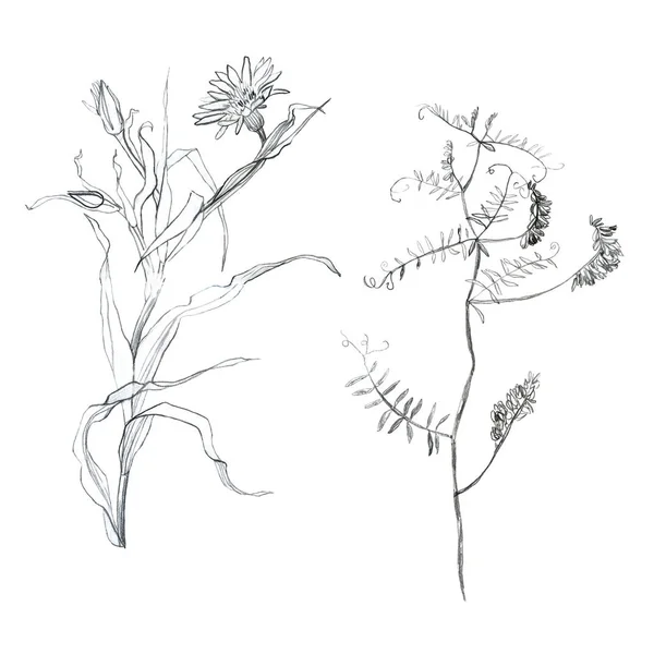 Иллюстрационный Набор Карандашей Рисунок Листьев Ветвей Растений Свободный Рисунок Белом — стоковое фото