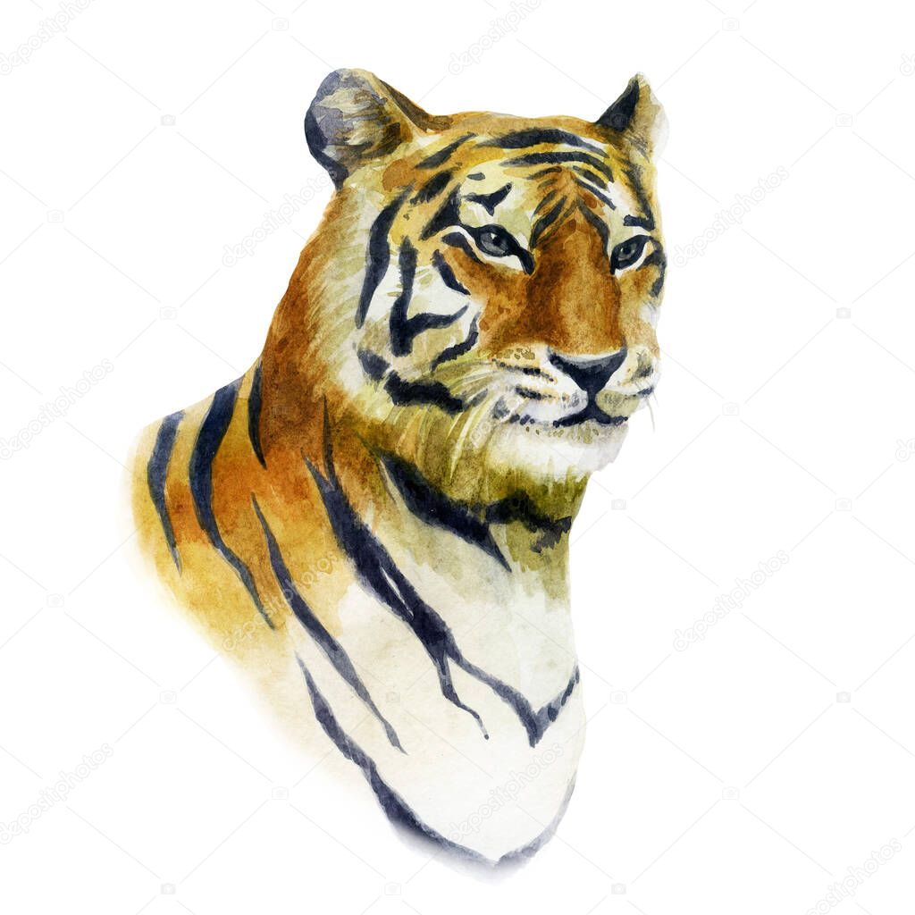 Watercolor illustration tiger. Wild animals hand drawn in watercolor. Portrait of a tiger.