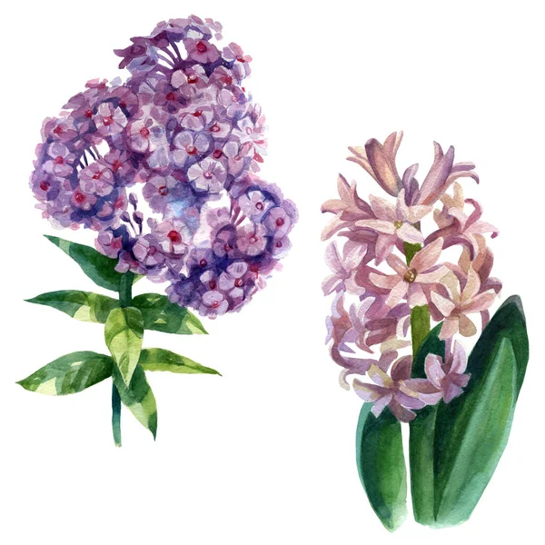 Set Illustrazione Acquerello Fiori Giacinto Flox Primavera Estate Motivo — Foto Stock