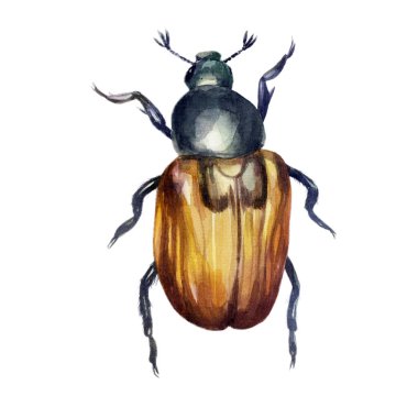 Böcek suluboya çizimi. Suluboya ile boyanmış bıyıklı bir böcek..