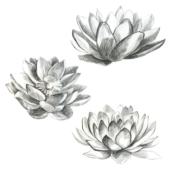 Lotus Matita Fiore Loto Giglio Acqua Disegno Matita Fiore Ninfee — Foto Stock