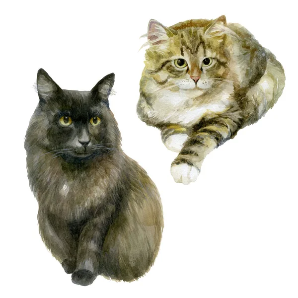 Akvarell Illusztráció Készlet Macskák Képei Fekete Csíkos Bolyhos Macska — Stock Fotó