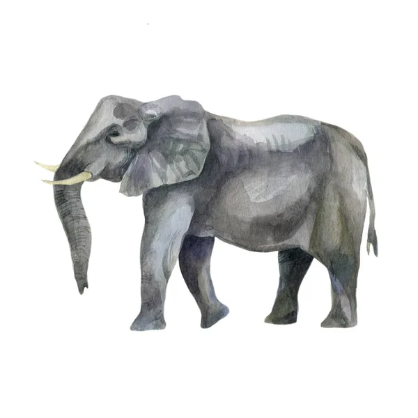 Akvarell Illustration Bild Elefant Elefanter Handritade Akvarell — Stockfoto