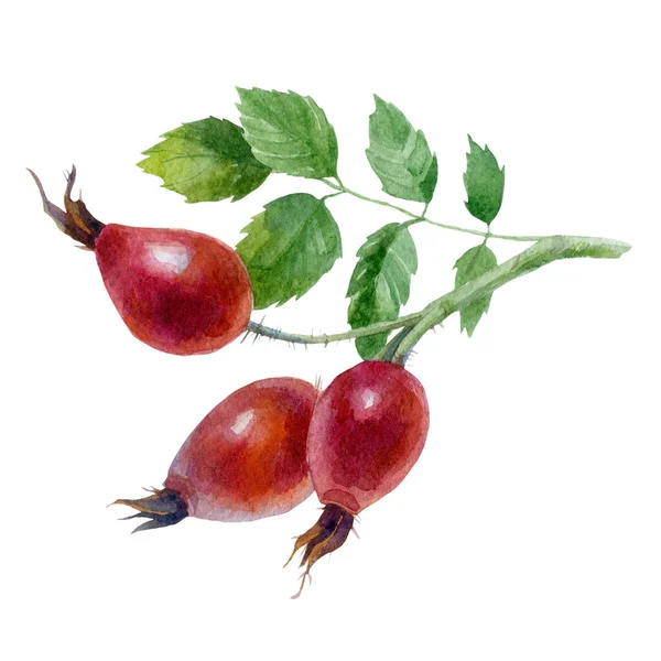 Rosehip Ακουαρέλα Απεικόνιση Υδατογραφία Βαμμένη Φραγκοστάφυλο Εικόνα Αρχείου