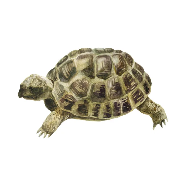 水彩画 乌龟的形象 海龟手绘水彩画 — 图库照片