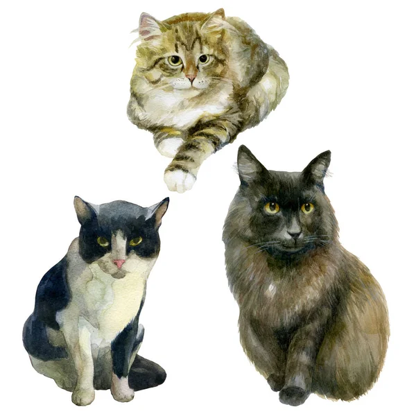 Watercolor Illustration Set Images Cats Black Tabby Fluffy Cats — Stock Photo, Image